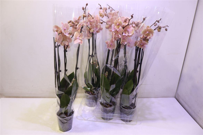 <h4>Phal Ov Oranje</h4>