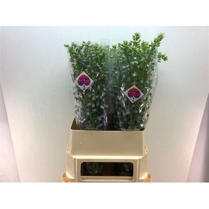 DELPH DU GUARD LAVEN