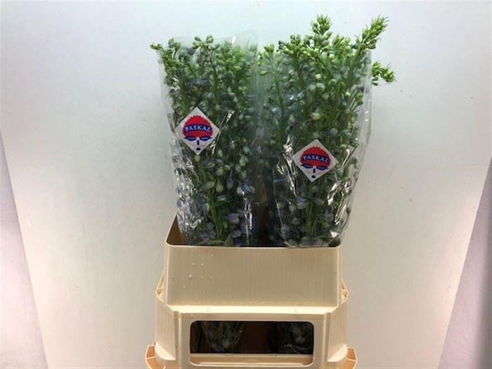 <h4>DELPH DU GUARD LAVEN</h4>