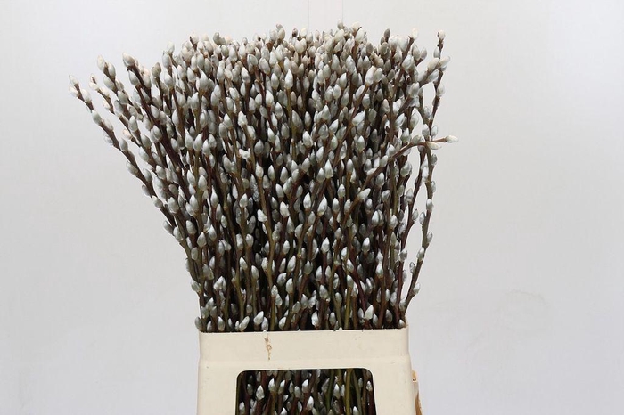<h4>Salix snow flake</h4>