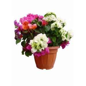 Bougainvillea overig