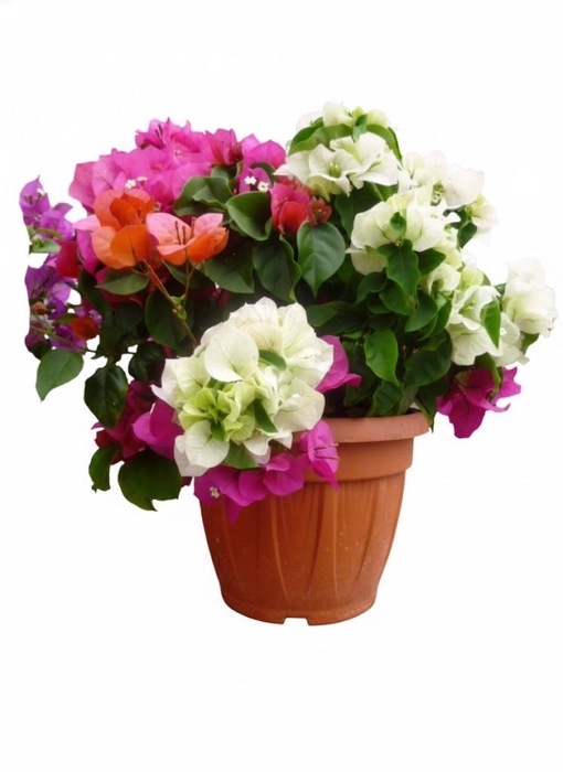 <h4>Bougainvillea overig</h4>