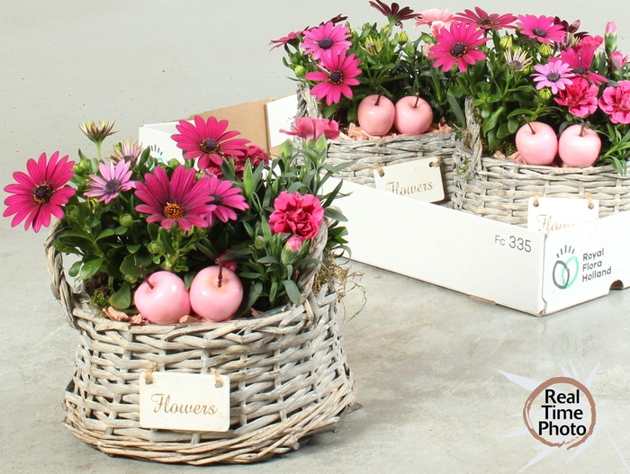 <h4>ARR TUINPLANTEN</h4>