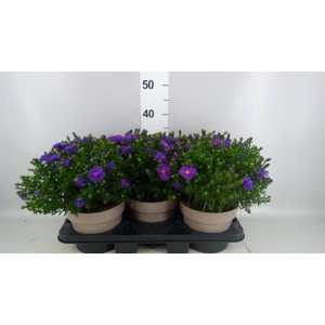 Aster dum. 'Alpha dk Purple Launch'