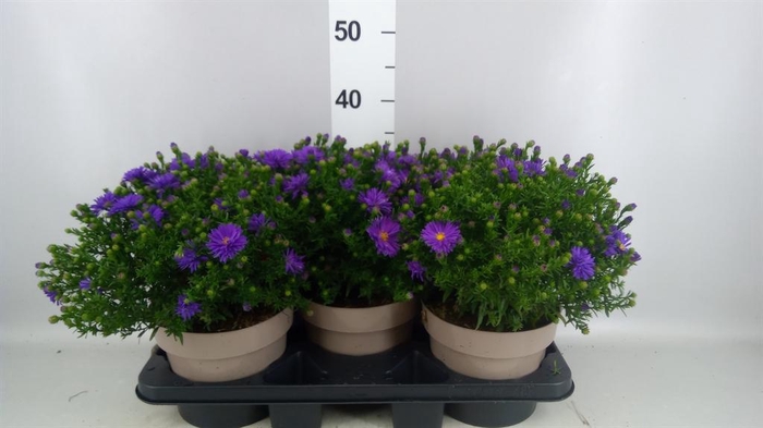 <h4>Aster dum. 'Alpha dk Purple Launch'</h4>