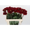 Dahlia Red Fox