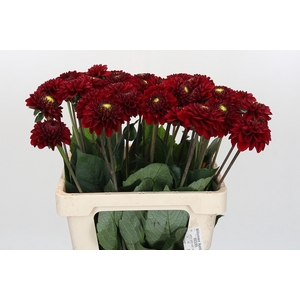 Dahlia Red Fox