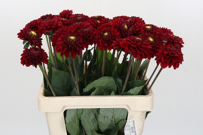 <h4>Dahlia Red Fox</h4>