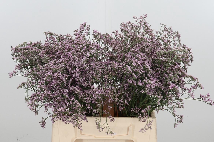 <h4>Lim Saf Oshi Pink</h4>