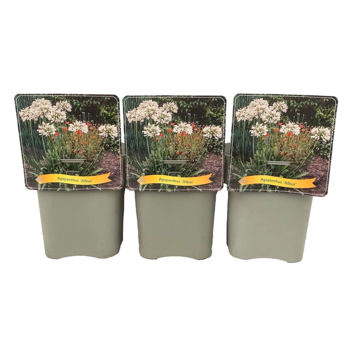 Agapanthus africanus Albus