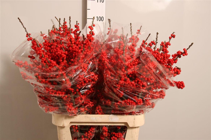 <h4>Ilex Ve Rode Bes</h4>