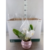 Arr.  Phalaenopsis H%