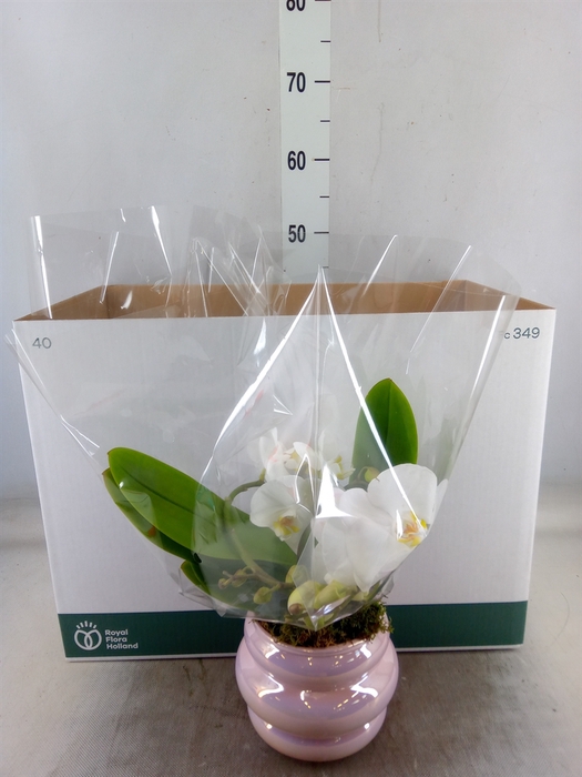 Arr.  Phalaenopsis H%