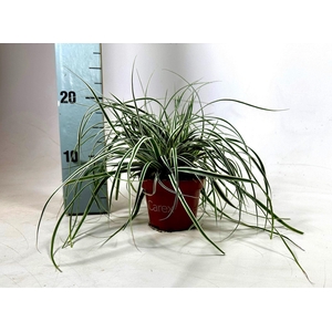 Carex oshimensis Everest