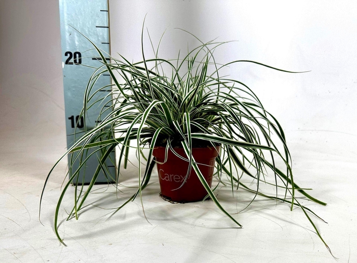 <h4>Carex oshimensis Everest</h4>