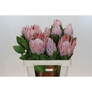 Protea Cynaroides