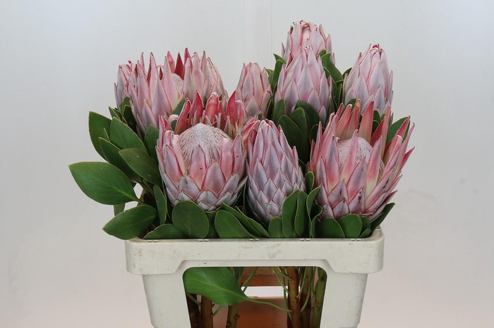 <h4>Protea Cynaroides</h4>