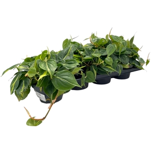 PHIL SCANDENS BRASIL