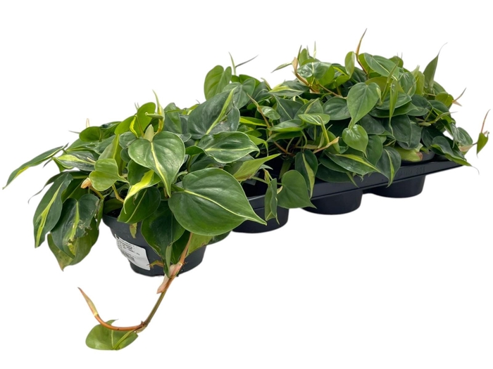 <h4>PHIL SCANDENS BRASIL</h4>