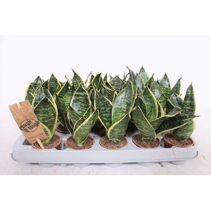 Sansevieria Golden Edge Hahni