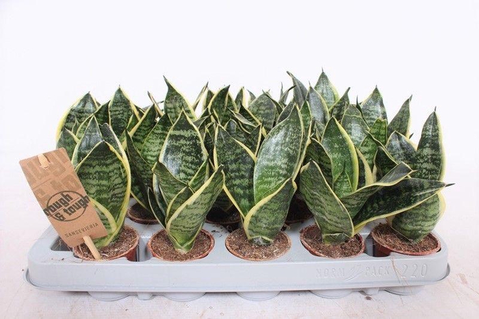 <h4>Sansevieria Golden Edge Hahni</h4>