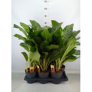 Aglaonema  'Greenlight'