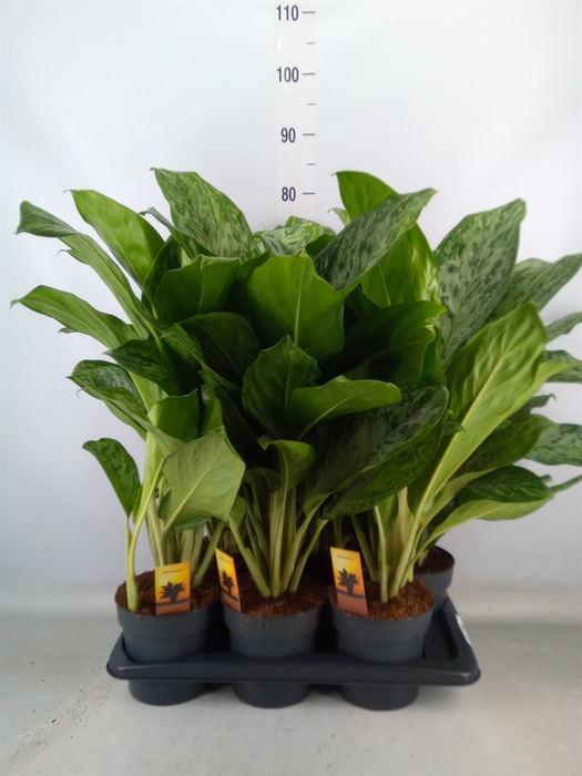 <h4>Aglaonema  'Greenlight'</h4>
