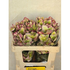 Helleborus Frostkiss Glenda's Gloss