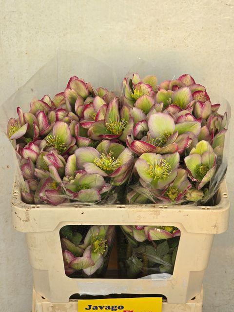 <h4>Helleborus Frostkiss Glenda's Gloss</h4>