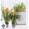 Cymbidium Gem