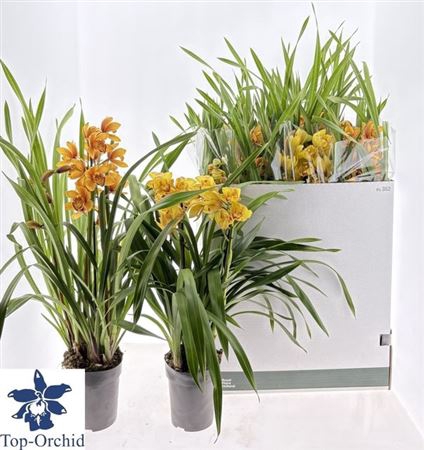 Cymbidium Gem