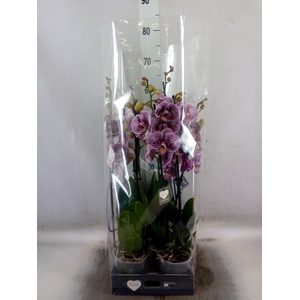 Phalaenopsis  'FC Black Stripes'