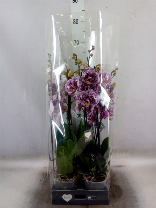 <h4>Phalaenopsis  'FC Black Stripes'</h4>