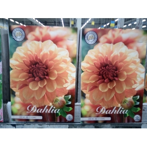 Dahlia   ...flowerbulbs