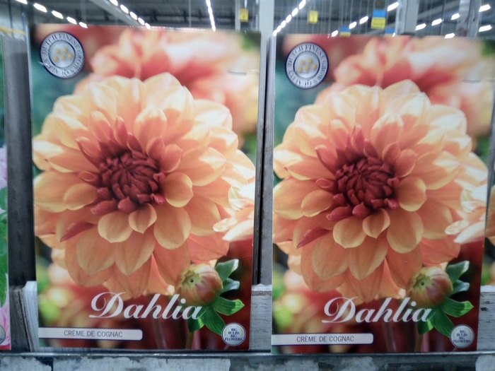 <h4>Dahlia   ...flowerbulbs</h4>