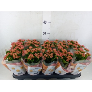 Kalanchoe blos. 'RosDon Victorio'