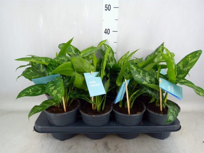 <h4>Aglaonema  'Maria'</h4>