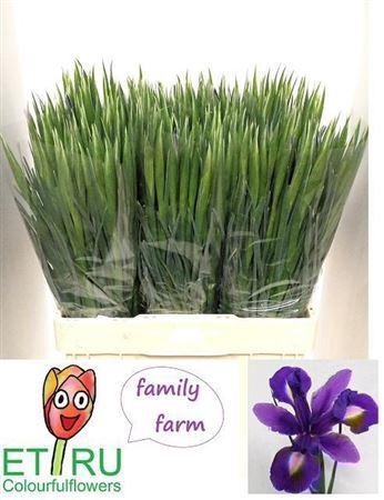 <h4>Iris Blue Magic</h4>