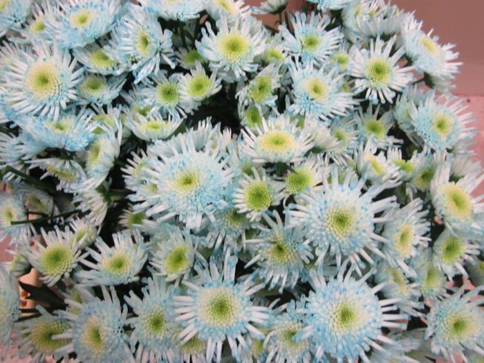 <h4>Chr S Maradona Sweet Blauw</h4>