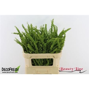 Rumex Crisp Unicorn