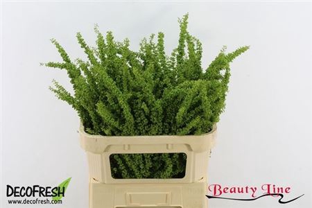 <h4>Rumex Crisp Unicorn</h4>