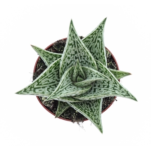 Aloe variegata