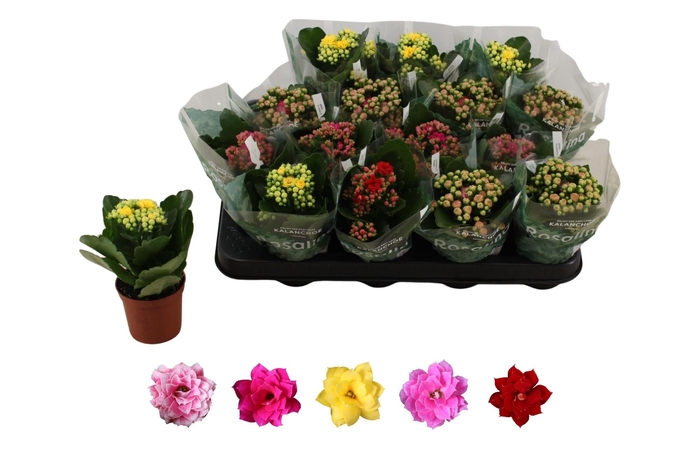 <h4>Kal Ge Ro Gem 5 Kl</h4>