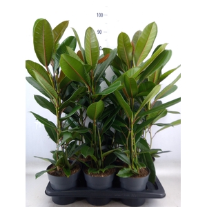 Ficus americana subsp. guianensis