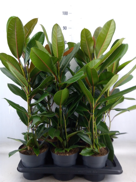 <h4>Ficus americana subsp. guianensis</h4>