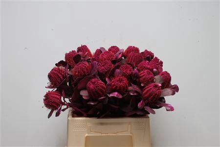 <h4>Banksia Coccinea Cerise</h4>