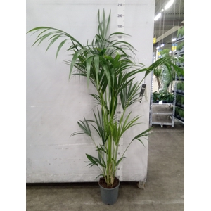 Howea forsteriana