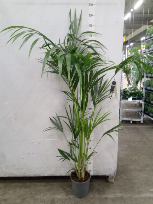 <h4>Howea forsteriana</h4>