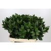 Ruscus Hypophyllum