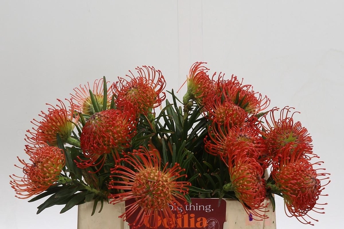 <h4>Nutans Succession</h4>